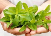 کاشت ،داشت و برداشت گیاه شیرین برگ(Stevia)